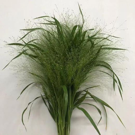 喷泉草 商品图1