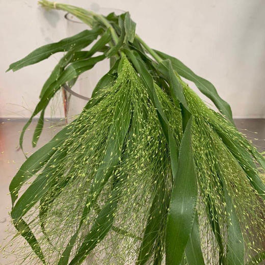 喷泉草 商品图0