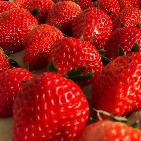 【48小时左右发货】辽宁丹东 红颜草莓🍓2.6斤装左右（约40颗左右/箱） 商品图0