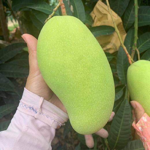 海南老树金煌芒 5/8斤装 商品图5