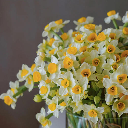 水仙花 100枝鲜切花 很香 很大量 我国的十大名花之一 花小蕾花店 水仙花 100枝鲜切花 很香 很大量 我国的十大名花之一 花小蕾花店