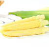 新鲜玉米笋 迷你甜玉米笋整箱 水果玉米 蔬菜 小玉米棒 包邮 商品缩略图1