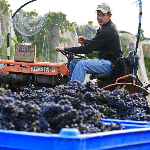 进口新西兰新天地酒园黑皮诺红葡萄酒750ml 商品图2