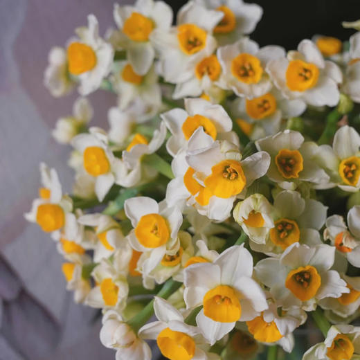 水仙花 100枝鲜切花 很香 很大量 我国的十大名花之一 花小蕾花店 水仙花 100枝鲜切花 很香 很大量 我国的十大名花之一 花小蕾花店