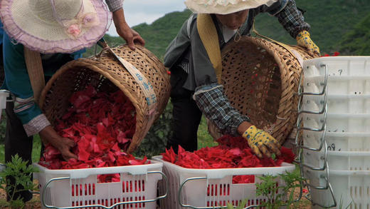 〔产地直发包邮01〕大理有机玫瑰 商品图4