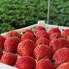 【48小时左右发货】辽宁丹东 红颜草莓🍓2.6斤装左右（约40颗左右/箱） 商品缩略图13