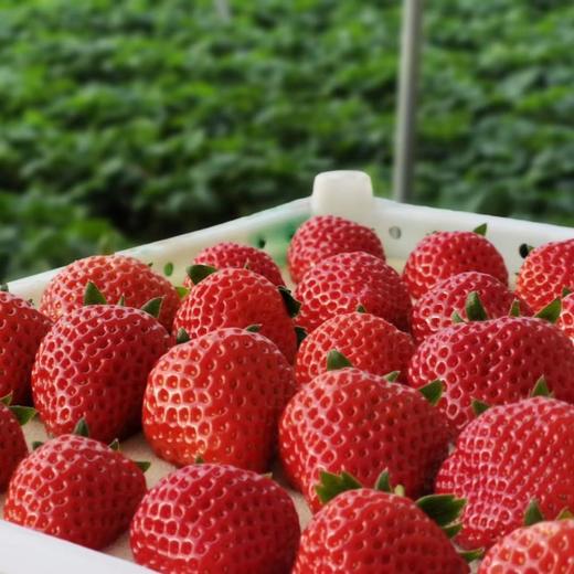 【48小时左右发货】辽宁丹东 红颜草莓🍓2.6斤装左右（约40颗左右/箱） 商品图13