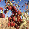 新疆若羌灰枣 特级红枣 有机种植 甜而不腻 商品缩略图1