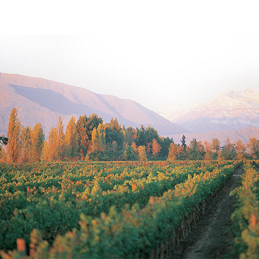 进口美国肯道杰克逊酿酒师珍藏馨芳红葡萄酒750ml 商品图3