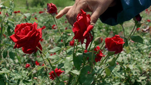 〔产地直发包邮01〕大理有机玫瑰 商品图3