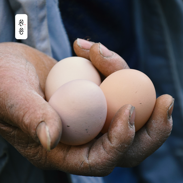若谷土鸡蛋农家散养新鲜安徽九华山正宗农家土鸡蛋活蛋孕妇食用