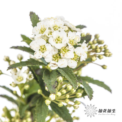 配花 | 单瓣小手球花 商品图1