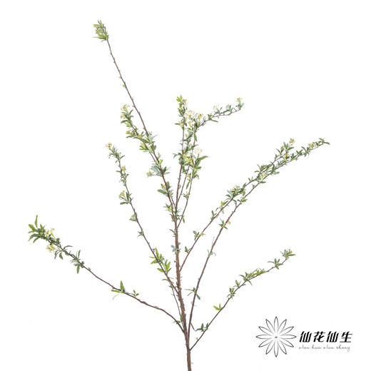 配花 | 单瓣小手球花 商品图3