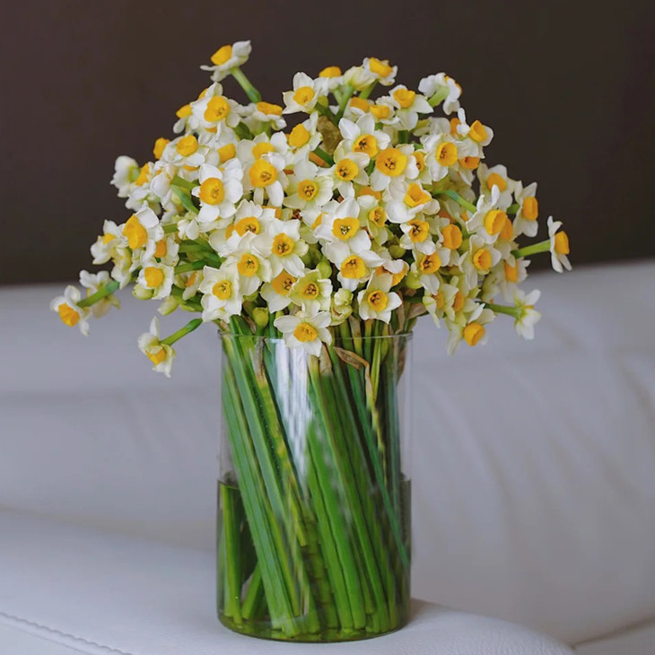 水仙花 100枝鲜切花 很香 很大量 我国的十大名花之一 花小蕾花店