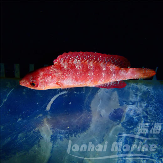 菲律宾火焰雀 公 商品图5