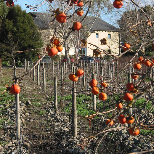 进口新西兰新天地酒园黑皮诺红葡萄酒750ml 商品图3