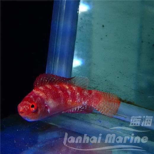 菲律宾火焰雀 公 商品图6