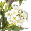 配花 | 单瓣小手球花 商品缩略图0