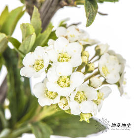 配花 | 单瓣小手球花