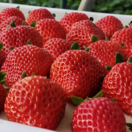 【48小时左右发货】辽宁丹东 红颜草莓🍓2.6斤装左右（约40颗左右/箱） 商品图12