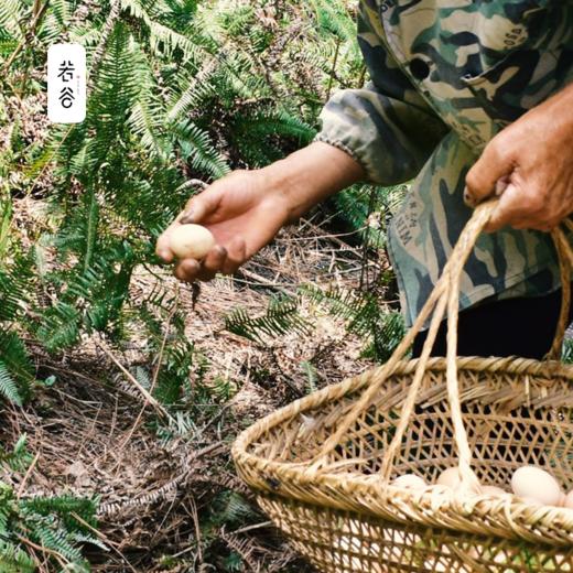 土鸡蛋农家散养新鲜安徽九华山正宗农家土鸡蛋活蛋孕妇食用 商品图2