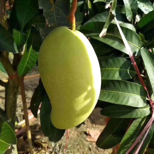 海南老树金煌芒 5/8斤装 商品图6