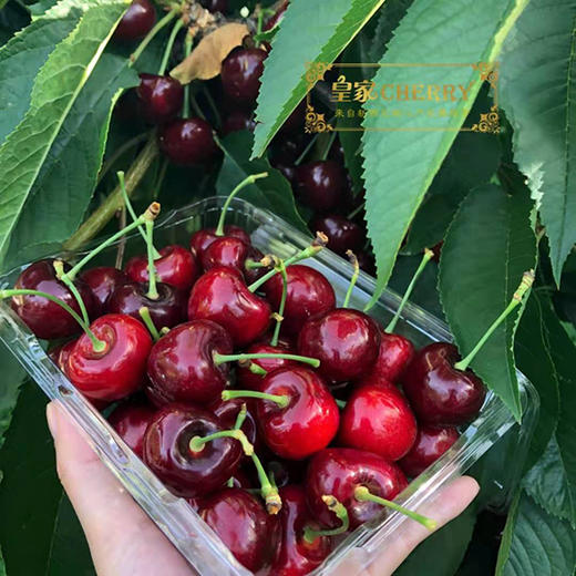 皇家新西兰车厘子 商品图0