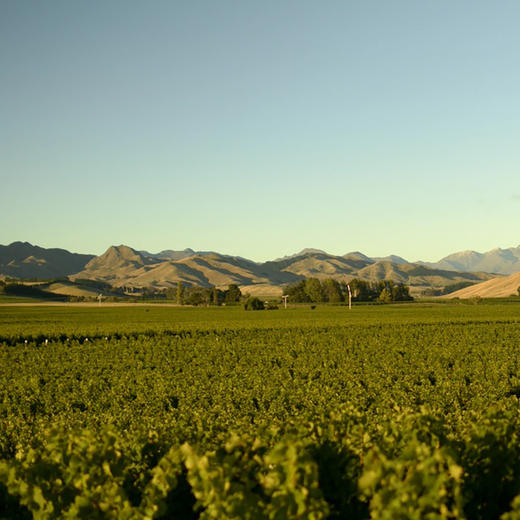 进口新西兰新玛利酒窖特选葡萄酒750ml 黑皮诺/长相思 商品图5