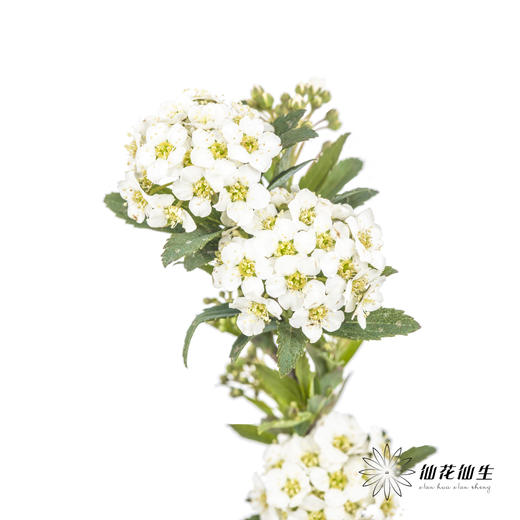 配花 | 单瓣小手球花 商品图2