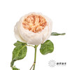 单头玫瑰 | 朱丽叶 商品缩略图3