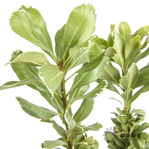 叶材 | 海桐叶 商品图4