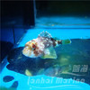 彩色石头鱼 商品缩略图4