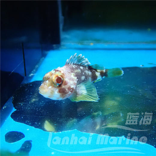 彩色石头鱼 商品图4