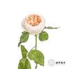 单头玫瑰 | 朱丽叶 商品缩略图4