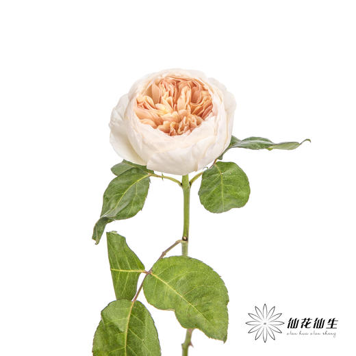 单头玫瑰 | 朱丽叶 商品图4