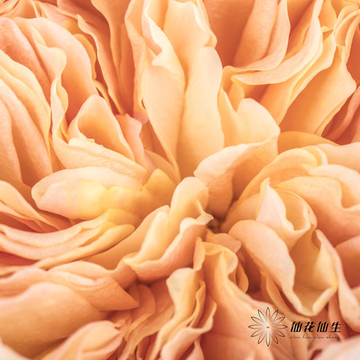 单头玫瑰 | 朱丽叶 商品图2