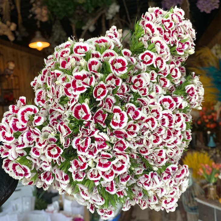 花毛球粉底白边 一扎10支左右