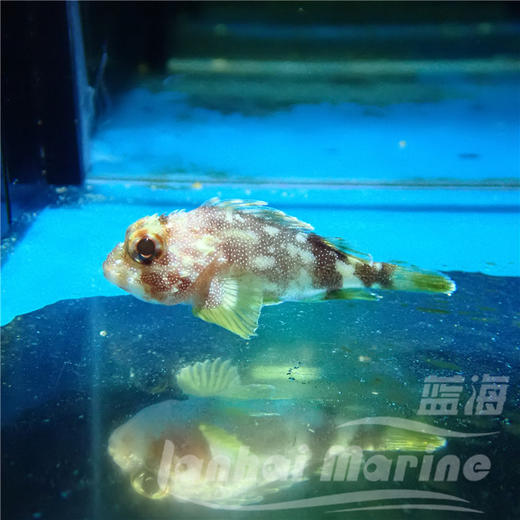 彩色石头鱼 商品图3