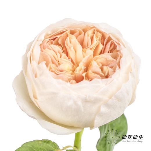 单头玫瑰 | 朱丽叶 商品图1