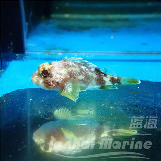 彩色石头鱼 商品图2