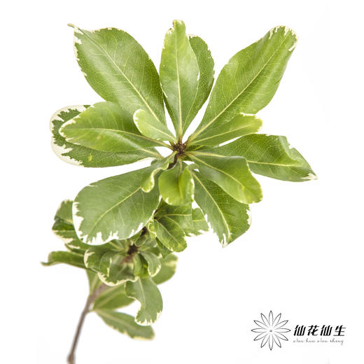 叶材 | 海桐叶 商品图1