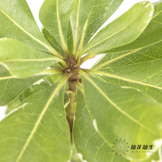 叶材 | 海桐叶 商品图5