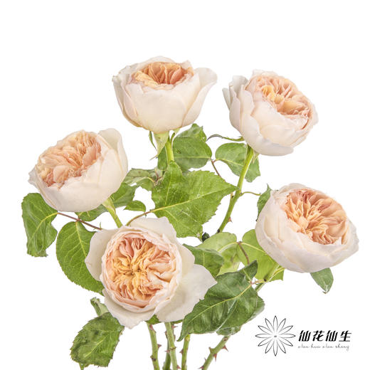 单头玫瑰 | 朱丽叶 商品图8