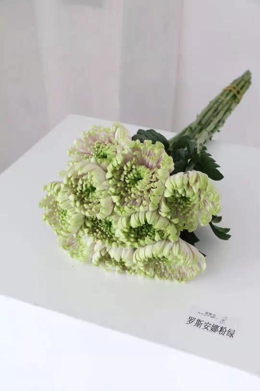 安娜菊·罗斯粉绿 商品图1