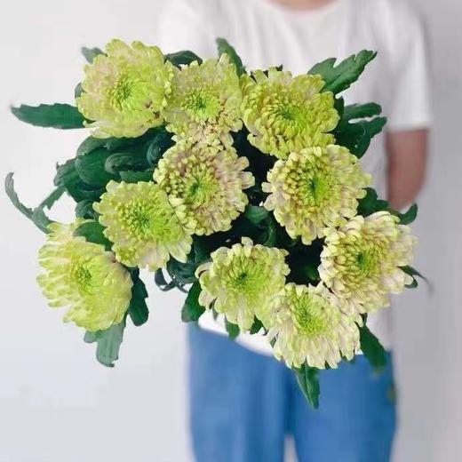 安娜菊·罗斯粉绿 商品图0