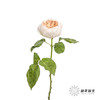 单头玫瑰 | 朱丽叶 商品缩略图5
