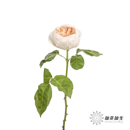 单头玫瑰 | 朱丽叶 商品图5