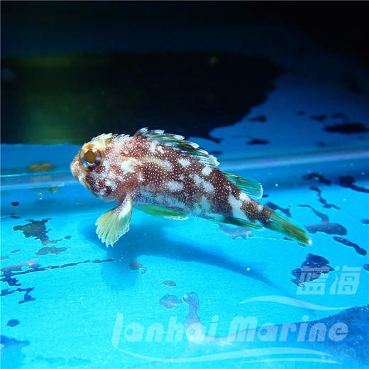 彩色石头鱼 商品图1