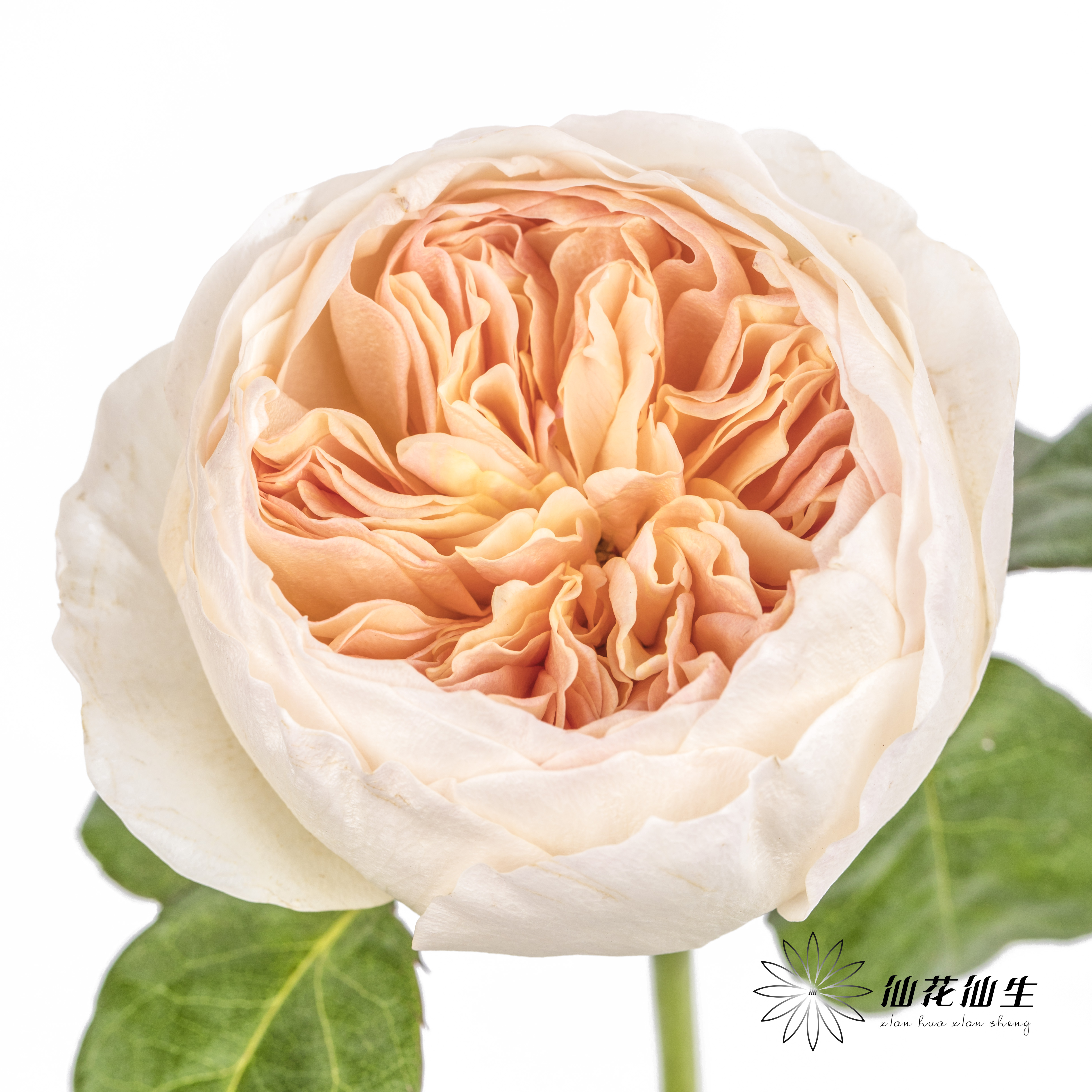 百利信单头玫瑰 | 朱丽叶