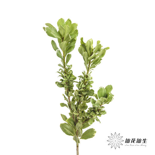 叶材 | 海桐叶 商品图3